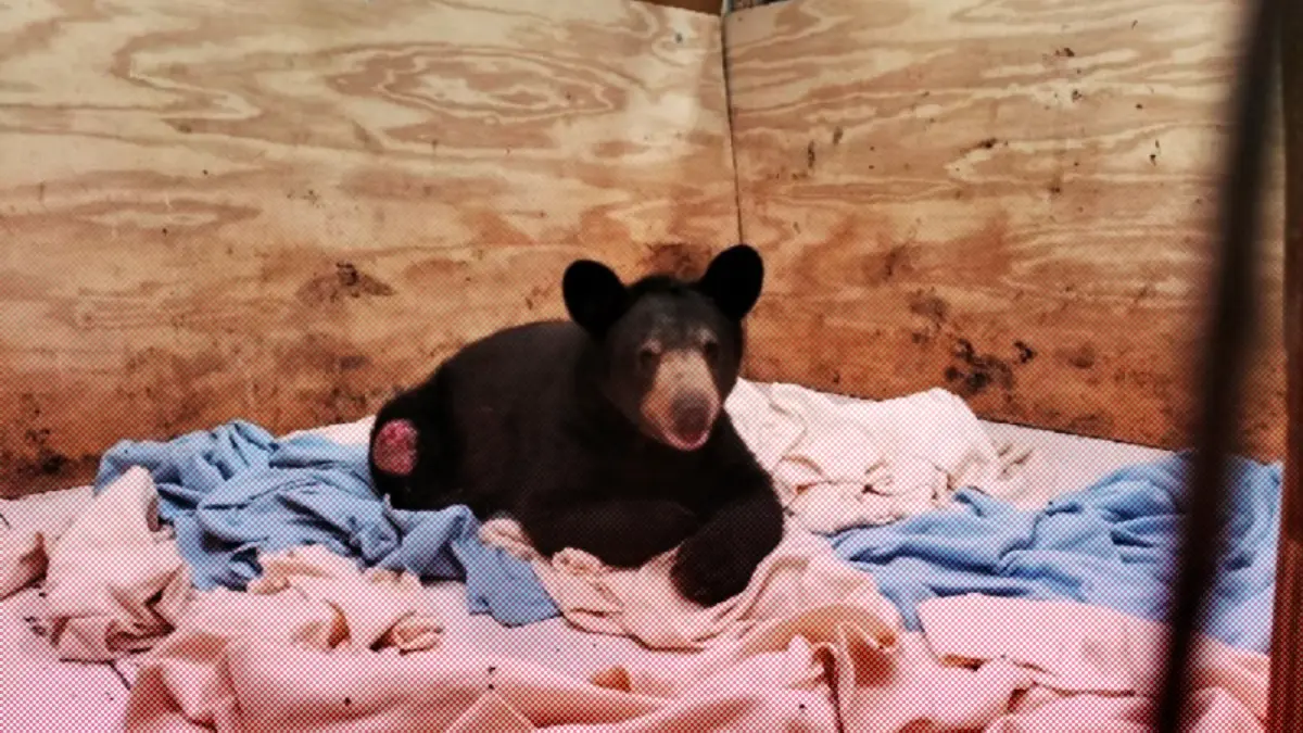 Ursus, el oso herido en Nuevo León encuentra esperanza de vida en Hidalgo.