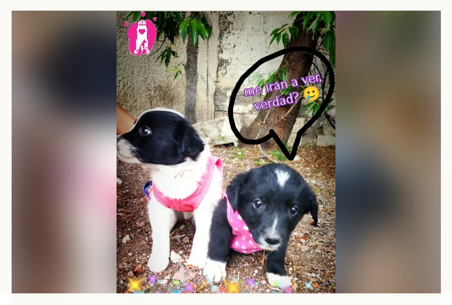 Triste realidad: aumentan casos de abandono y maltrato de perros en Hidalgo.