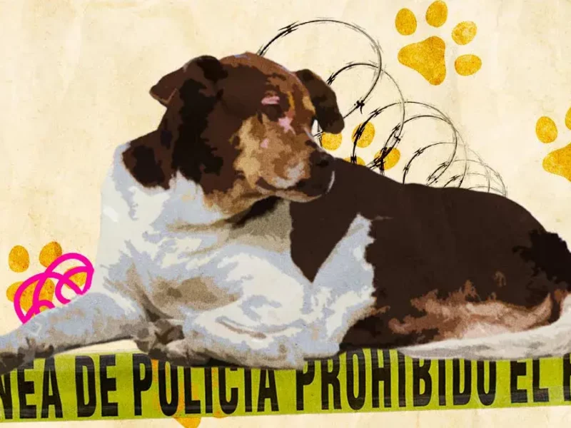 Un caso más de maltrato animal en Hidalgo; encuentran a perro torturado y colgado en Atotonilco.