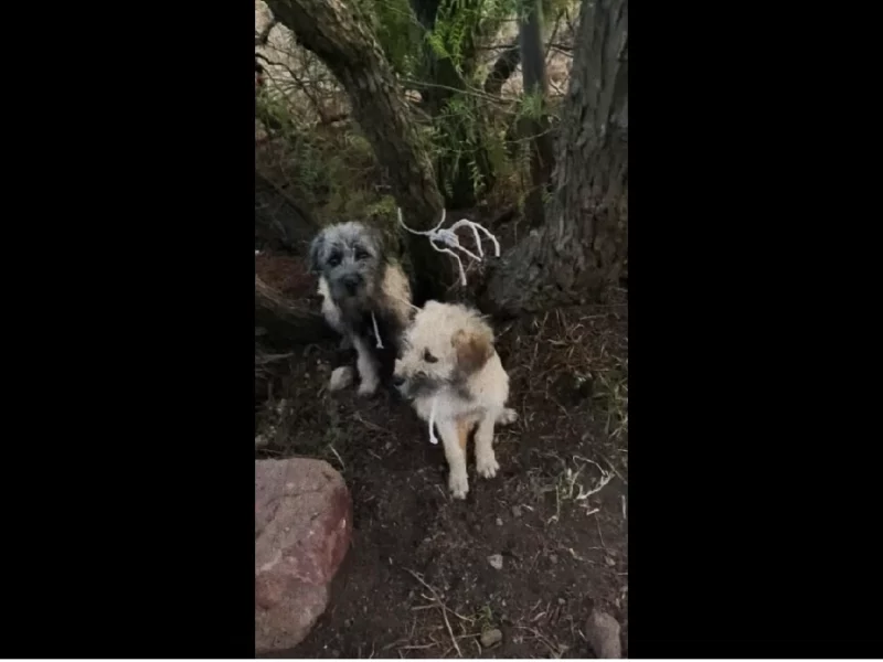 Rescatan a dos perros amarrados y abandonados en cerro de Pachuca.