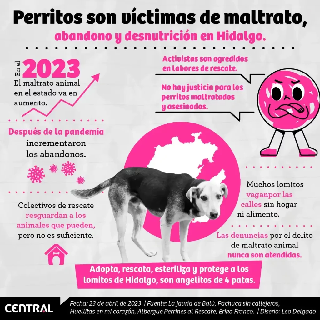 Triste realidad: aumentan casos de abandono y maltrato de perros en Hidalgo.