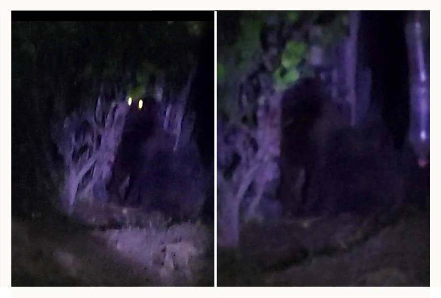Captan en video a Gorila en Hidalgo, autoridades emiten alerta de búsqueda.