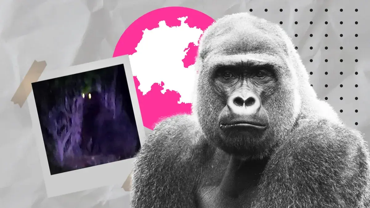 Captan en video a Gorila en Hidalgo, autoridades emiten alerta de búsqueda.