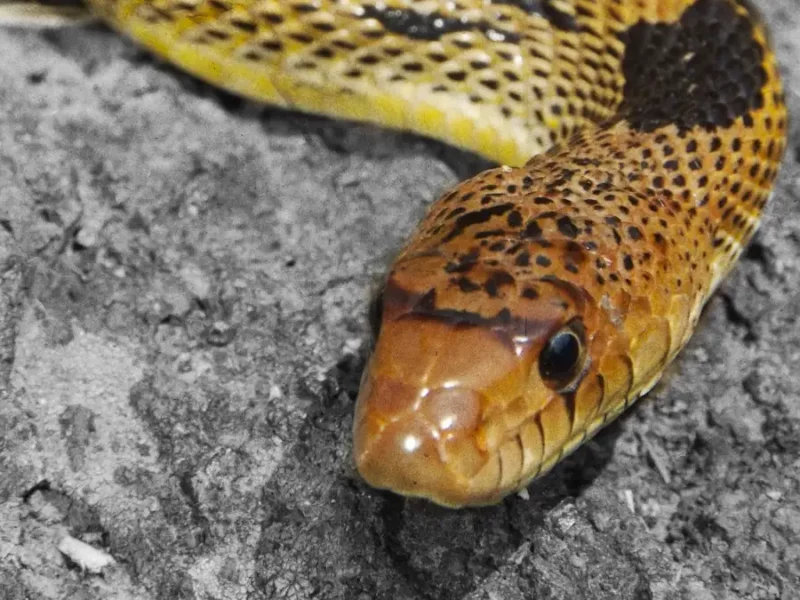 El cincuate, la mitológica serpiente amenazada que habita Hidalgo.