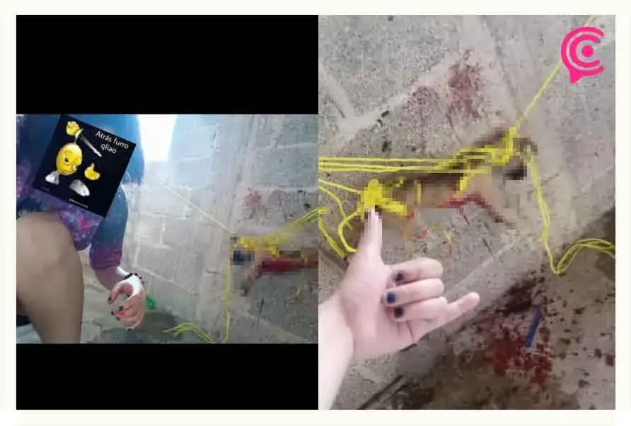 Estudiante en Puebla mata y tortura a perro por “diversión”.