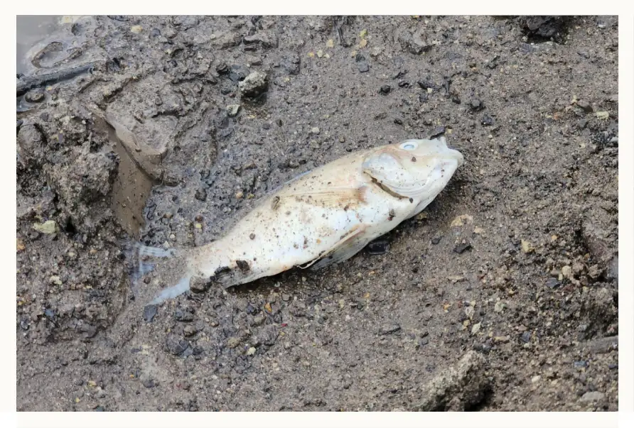 Autoridades piden a pobladores no consumir peces muertos de la Presa Requena.