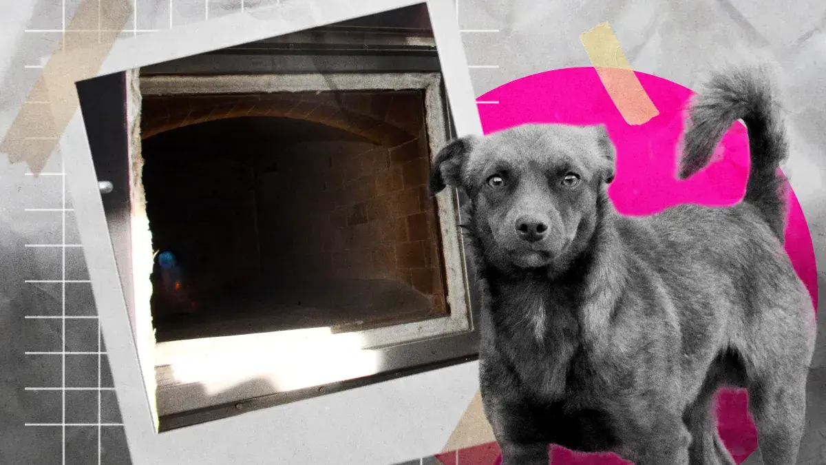 Desde el Congreso del Estado de Hidalgo proponen crematorio gratuito para mascotas,