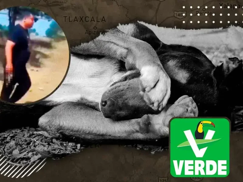 Excandidato del Partido Verde mata a perro en Tlaxcala; se deslindan de él.