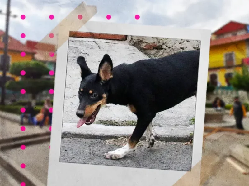 Lanzan campaña en favor de perros y gatos de la calle en Mineral del Monte.