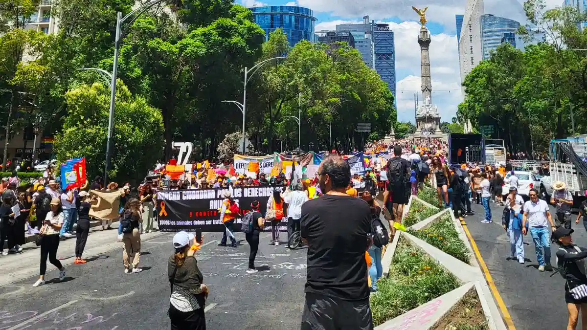 “¡Maltrato animal al código penal!”: marchan colectivos animalistas de Hidalgo a CDMX.