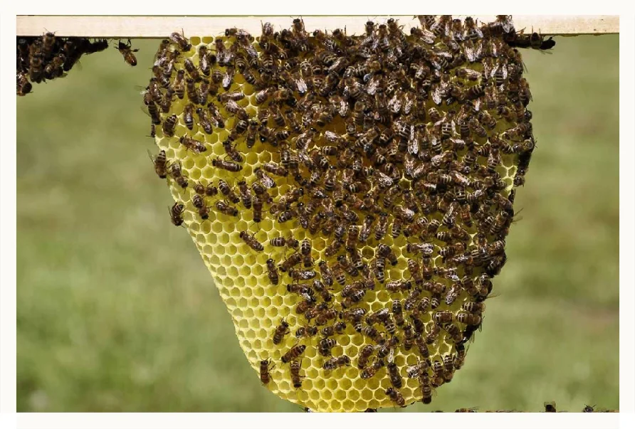 Panal de abejas.