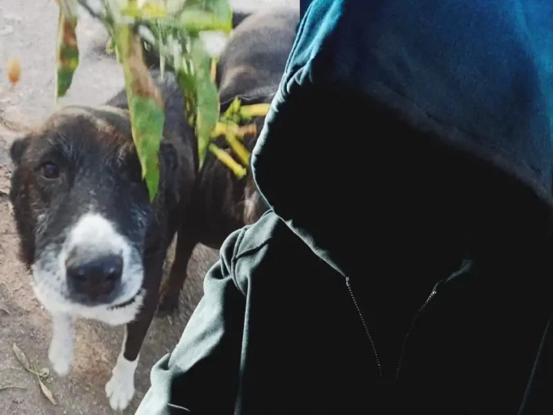 Justicia para Cruzito: Irrumpen en refugio animal y matan a perro indefenso en Hidalgo.