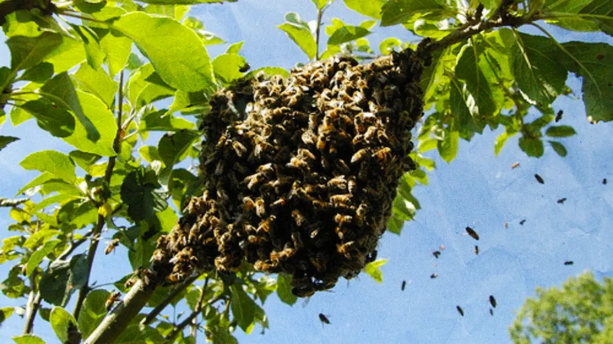 Muere adulto mayor en Tlahuelilpan tras ataque de abejas.