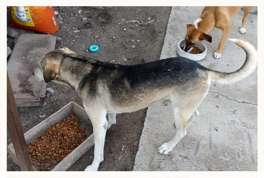 Falta de alimento: El problema “permanente” de los refugios de animales en Hidalgo.