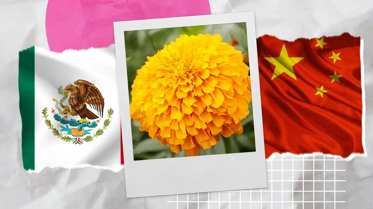 Buscan impulsar cempasúchil mexicano en Hidalgo ante producción china