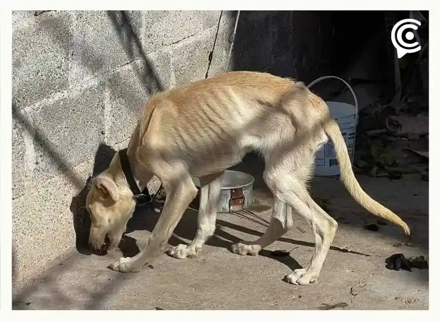 Amarran, golpean y dejan sin comida por días a dos perros en Ciudad Sahagún, Hidalgo