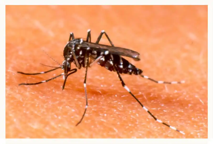 Siguen al alza los contagios de dengue en Hidalgo; suman 614 personas enfermas