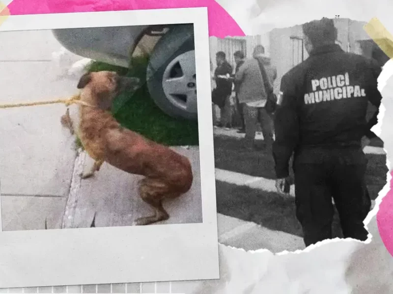 Autoridades rescatan a dos perros que sufrían maltrato en Tizayuca