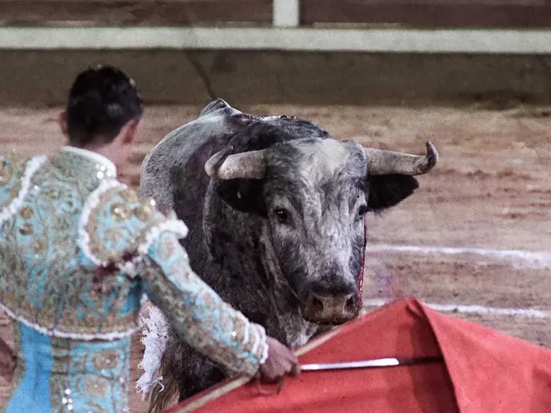 Regresan corridas de toros a Plaza México; tribunal revoca suspensión