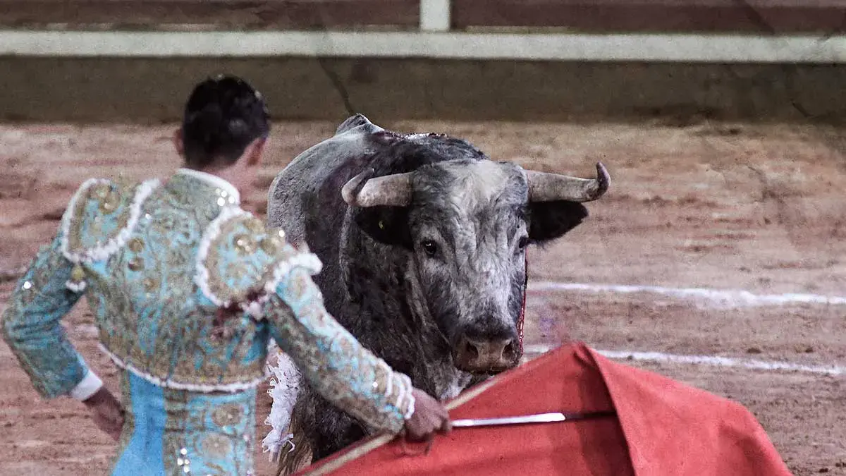 Regresan corridas de toros a Plaza México; tribunal revoca suspensión