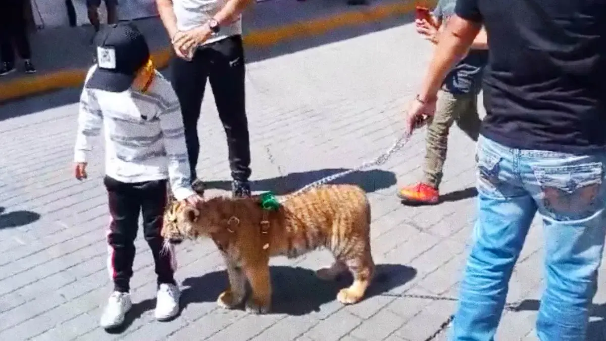 Captan a hombre paseando con un tigre cachorro en centro de Tulancingo,