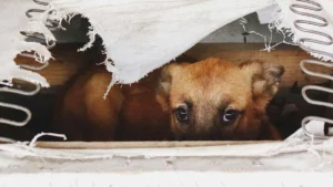 Maltrato animal en Hidalgo: lesionan a perro con un machete en Huejutla