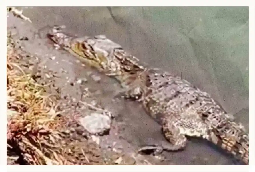 Encuentran un cocodrilo en canal de aguas negras de Mixquiahuala, Hidalgo