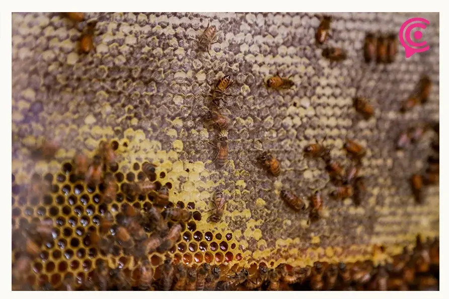 Envenenan colmenas de abejas en Atlapexco, Hidalgo; exigen investigaciones