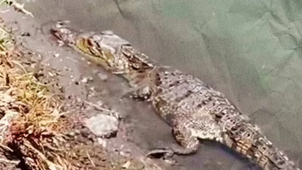 Encuentran un cocodrilo en canal de aguas negras de Mixquiahuala, Hidalgo
