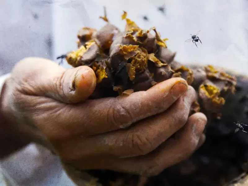 Envenenan colmenas de abejas en Atlapexco, Hidalgo; exigen investigaciones