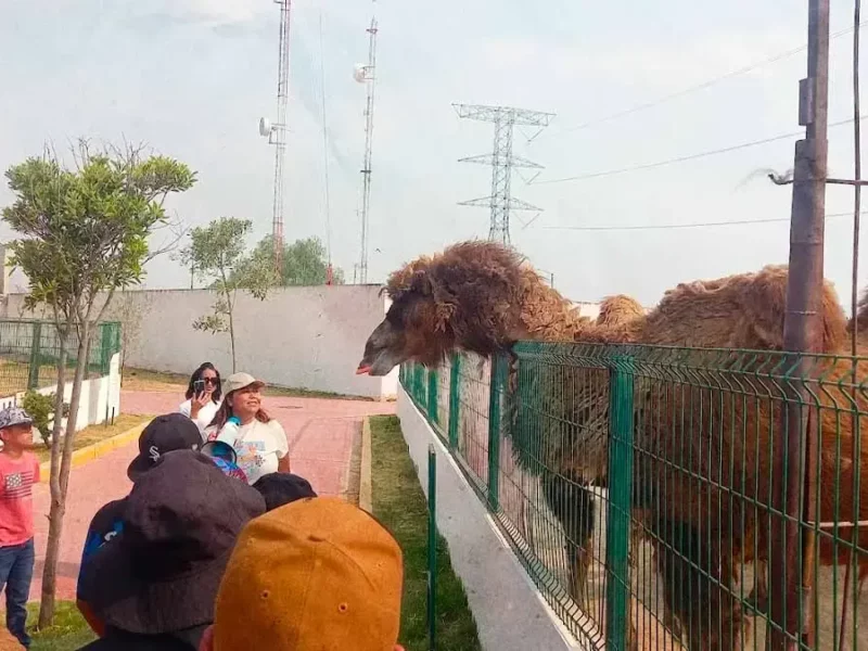 Muere Zick, camello del Bioparque de Tizayuca rescatado de un circo.