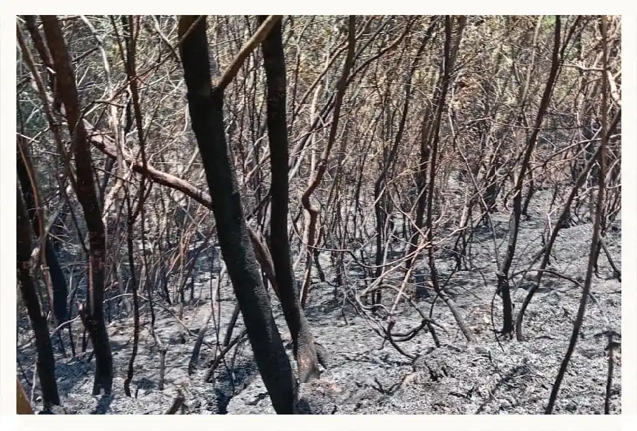Incendio forestal mantiene bajo amenaza Universidad del Bienestar Benito Juárez en Tlanchinol