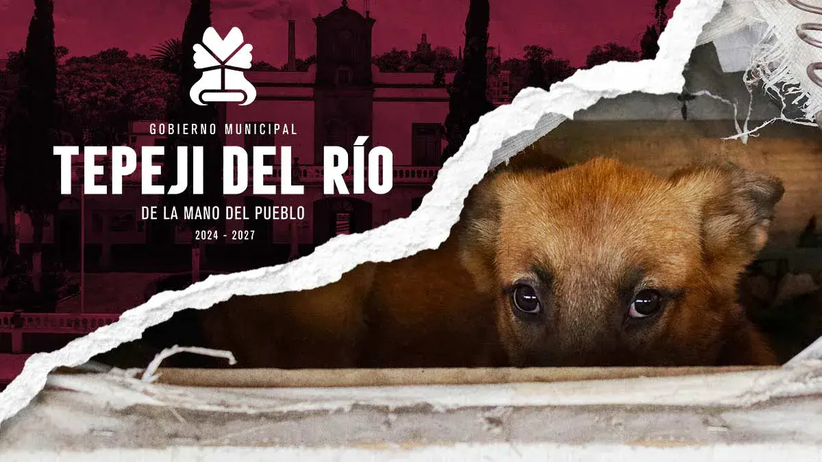 Gobierno de Tepeji del Río sacrificará a mascotas o a perros en situación de calle.